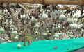 厉害了我的葫芦娃!一根藤结了上百个瓜 地点:临沂蒙阴