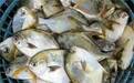 香煎白鲳鱼的做法 白鲳鱼有哪些营养价值？