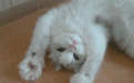 猫是固体还是液体?物理学家:可以都是!