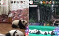 美拍直播:17届熊猫天团呆萌亮相 越狱、抢镜萌哭网友