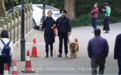 真融宝:从1700万到160只,我们必须为导盲犬而战