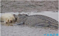 世界上最凶残的鳄鱼,湾鳄曾吞食近千名日军