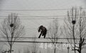 果园内架起“夺命之网”,鸟儿再也回不了家了