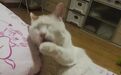 网友晒了张猫的丑照片后,底下的评论笑喷了...