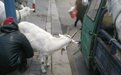 情报站|烟台街头羊奶现挤现卖,3元/斤,您怎么看?
