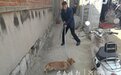 济南市民反映流浪狗太多,民警出动捕获6条流浪犬