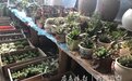 德州花卉市场升温,小盆栽受青睐销量同比增两成