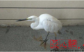 玛纳斯湿地公园白鹭伤卧水草中 管护员照料痊愈