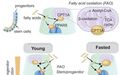 Cell Stem Cell:禁食增强肠道干细胞的再生能力