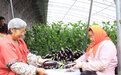 莱西奇人20年育出超级茄子 单个重达两斤