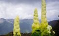 生长在海拔4000多米高的一种植物,高达2米、可以生吃、药用