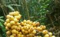 农村深山带刺植物,十几粒种子串一起能卖1000元