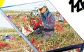 依安实施陶瓷产业倍增计划