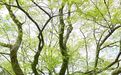 写书法、画国画,宣纸好用的秘密竟是它