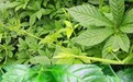 为什么绞股蓝茶喝着是苦的?