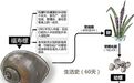 6类常见美食,竟藏大量寄生虫!你还经常吃,当心体内长满虫