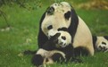 举世罕见!重庆大熊猫“娅娅”产下三胞胎 两只死亡