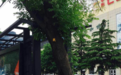 青州公交撞轿车碾压司机追踪:事发当晚公交没开监控