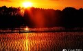 一组照片告诉你夕阳下的稻田有多美