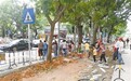 黄贝路人行道施工 小学生冒险穿马路