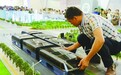“悬在半空”的“巴铁”