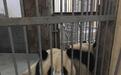 中国北方草原首对大熊猫“亮相” 首日吸引游客近5万人