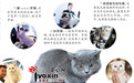 80多只萌猫亮相乌鲁木齐市国际猫展