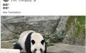 台媒:高雄观光局证实大陆将赠送大熊猫