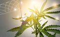 工业大麻真的很嗨?还有公司蹭热度 交易所发来灵魂拷问!