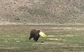 青海玉树：一头棕熊头套塑料桶闯入施工区…