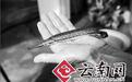 村民河里捕到史前凶猛鱼 身如长蛇嘴似鳄(图)