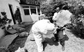 北京首次进口繁殖苏卡达陆龟
