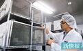 他们专养蚊子 再做“绝育手术” 让蚊子“香火难续”