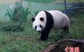 大熊猫姐妹花落户江苏溧阳南山竹海首亮相