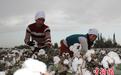 新疆南部农民兵团农场收获棉花两月 净得两万元