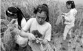 宁波城里娃,贵州深山喂牛打稻