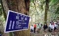 高清图:铜鼓茶山林场有片明星古树群落 树龄达“百千岁”