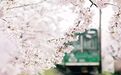 去伊豆过春天 一个只有日本人才知道的早樱小镇