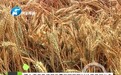 河南上蔡担心污染要求农妇手割70亩小麦?官方回应
