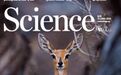 《科学》杂志封面:中国科学家发现驯鹿“能熬夜”的密码