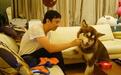 另类“网红”王可可:一条宠物犬的掘金之路