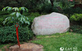 宜君娑罗树子树植根西安大慈恩寺