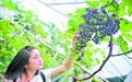 “葡萄王”一斤1800元