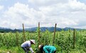 广东高标准基本农田建成促成农民增产增收