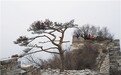 长城老树枯死栽新树被“叫停”