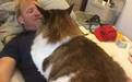 这可能是全世界最大的猫 沙发都要被它淹没了