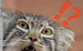 猫圈新晋顶流狲思邈,居然有这样的黑历史?