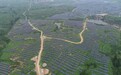 日照东港:303182块光伏板照亮脱贫路