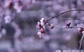 一日禅:尽力而为