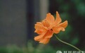 一日禅:最动听的语言